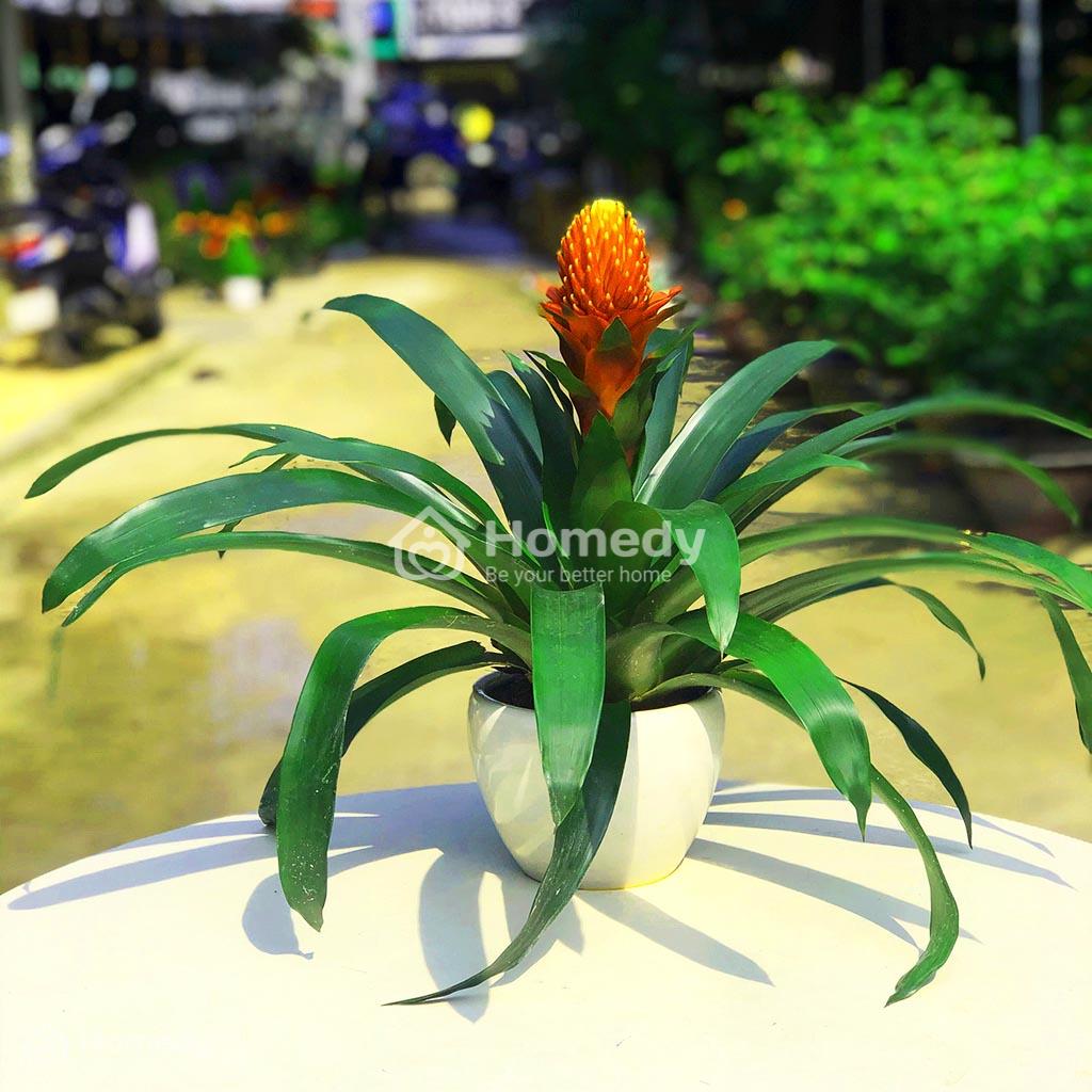 cach-chon-cay-canh-phong-thuy-theo-tuoi