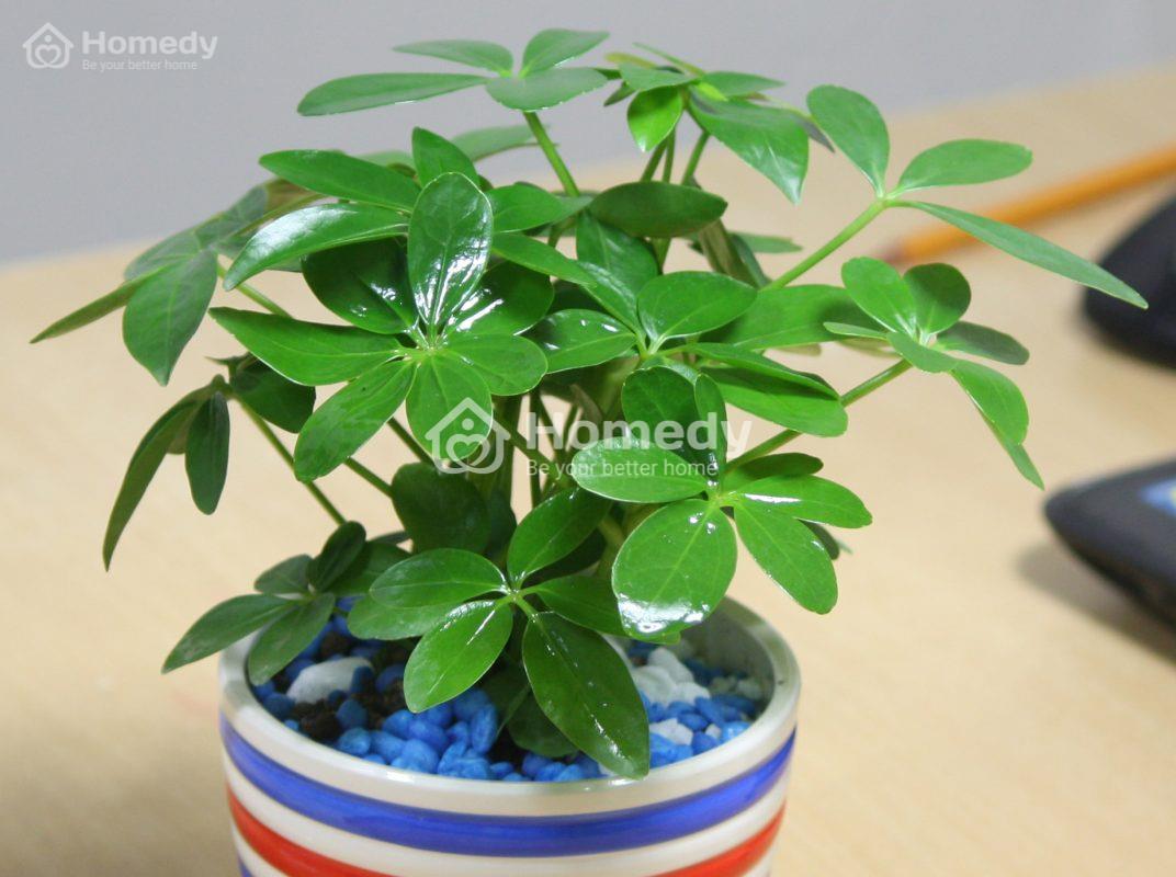 cach-chon-cay-canh-phong-thuy-theo-tuoi