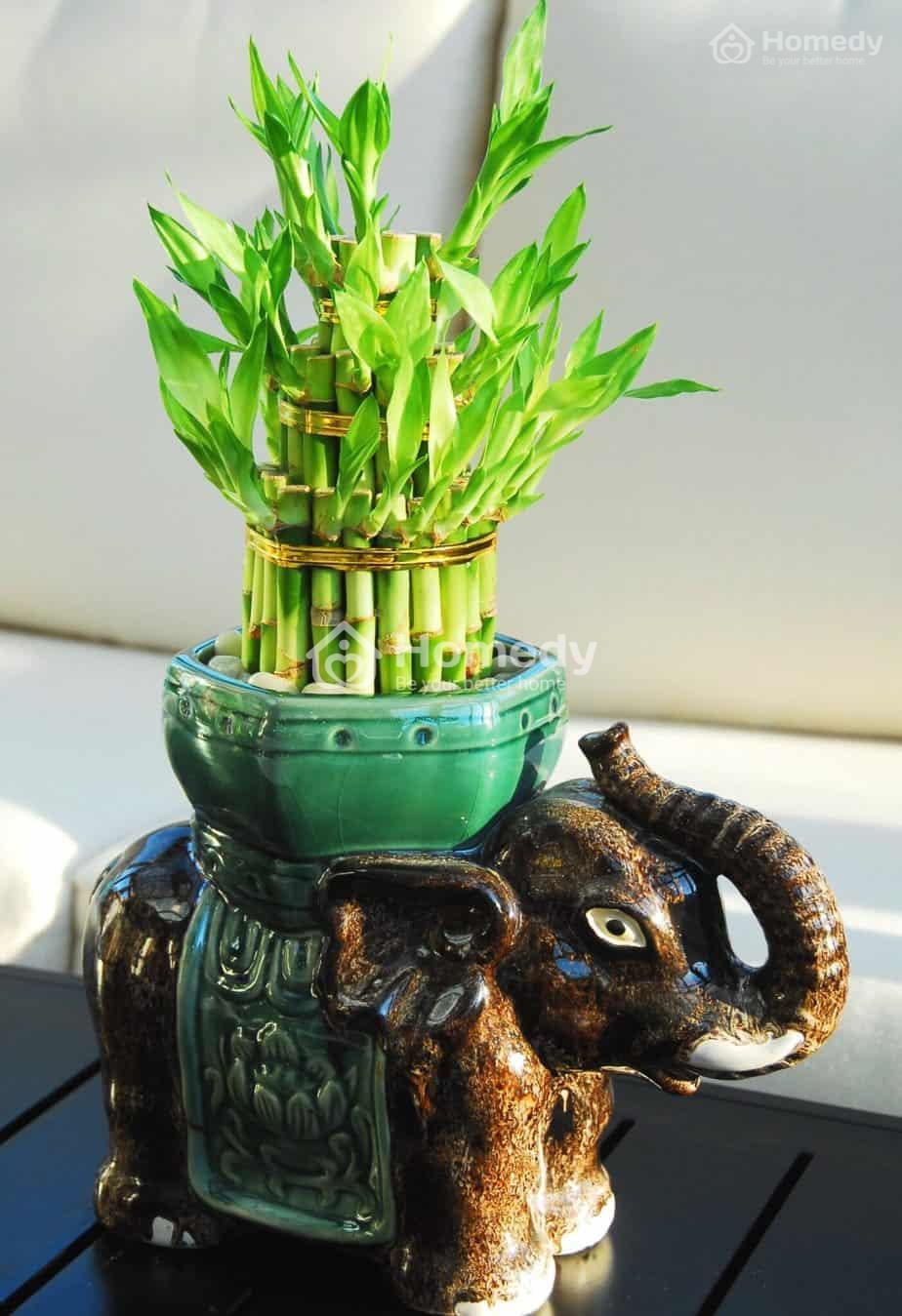 cach-chon-cay-canh-phong-thuy-theo-tuoi