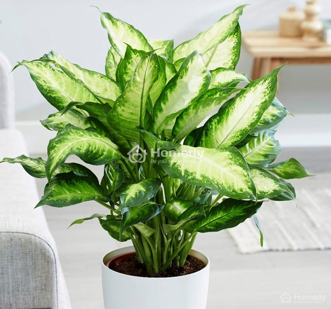 cach-chon-cay-canh-phong-thuy-theo-tuoi