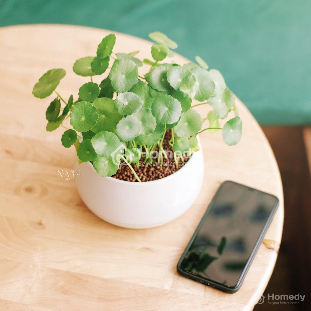 cach-chon-cay-canh-phong-thuy-theo-tuoi