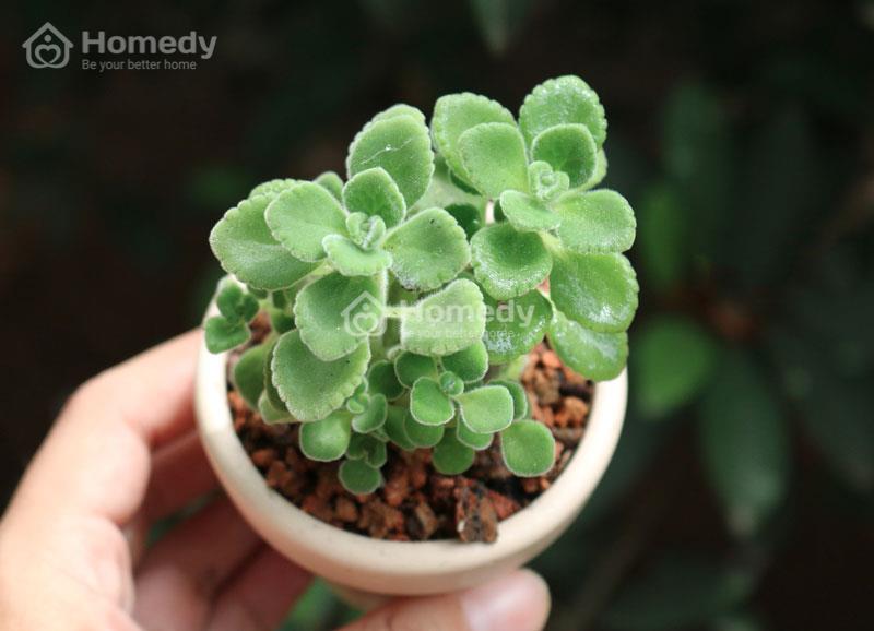 cach-chon-cay-canh-phong-thuy-theo-tuoi