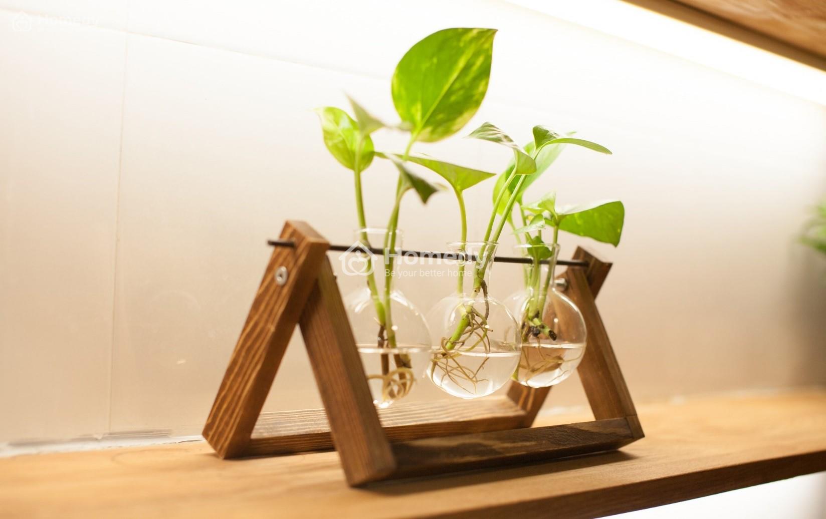 cach-chon-cay-canh-phong-thuy-theo-tuoi