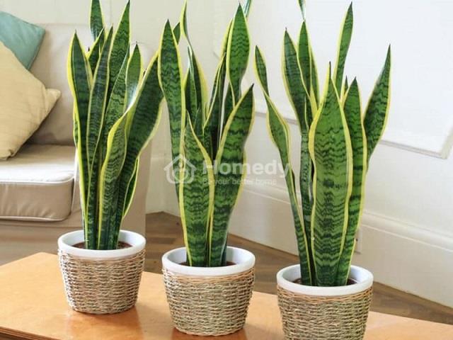 cay-luoi-ho-de-trong-phong-ngu-co-tot-khong-4