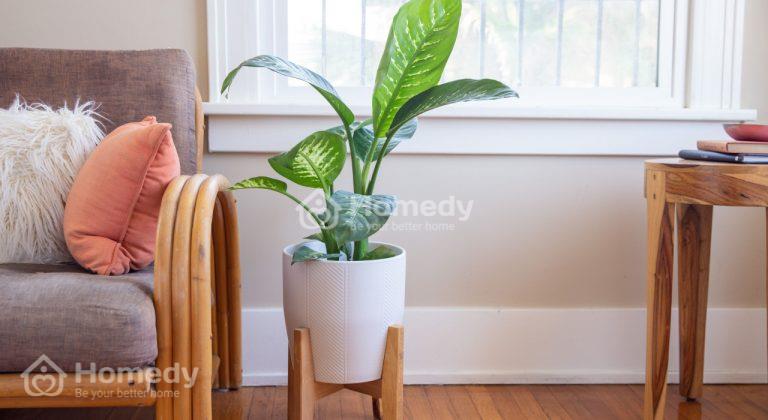 cây phong thủy trong nhà