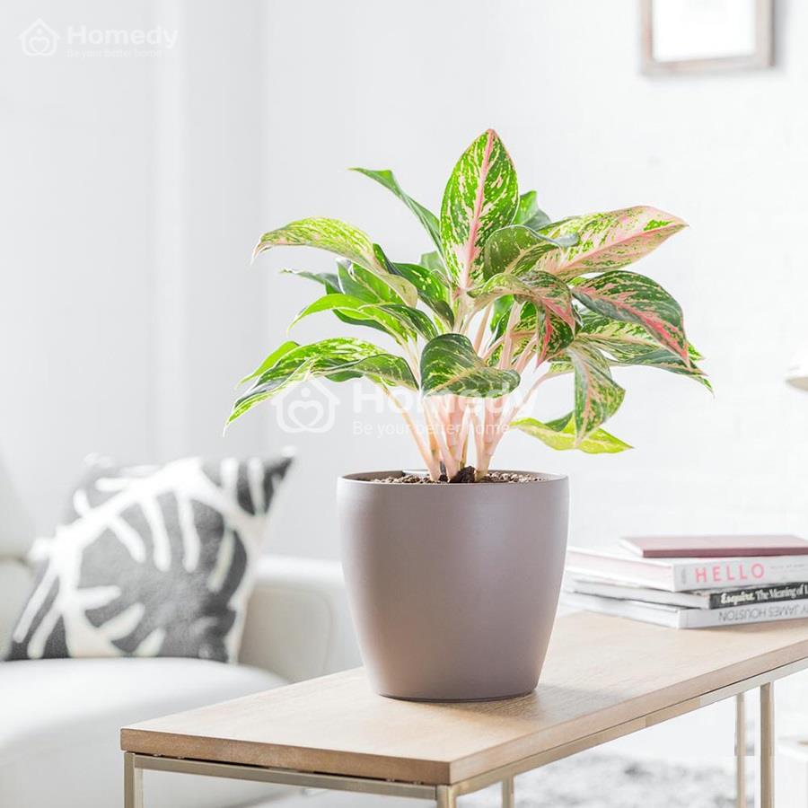 cây phong thủy trong nhà