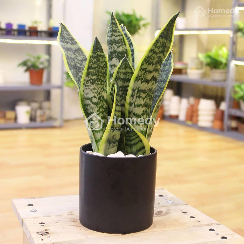 cây phong thủy trong nhà