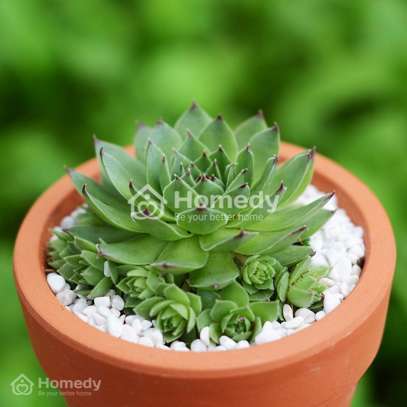 cach-chon-cay-canh-phong-thuy-theo-tuoi