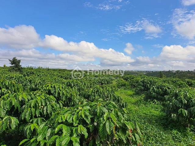 chuyen-doi-dat-trong-cay-lau-nam-len-tho-cu-1