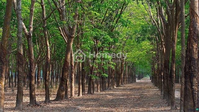chuyen-doi-dat-trong-cay-lau-nam-len-tho-cu-3
