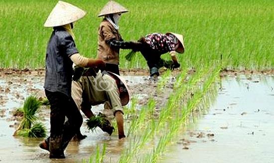 Quy định sử dụng đất LUK