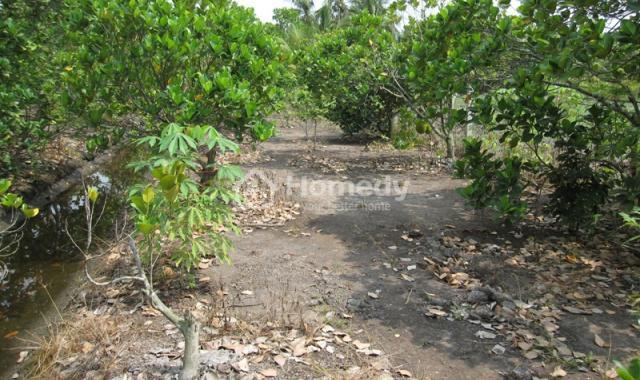 đất vườn long an