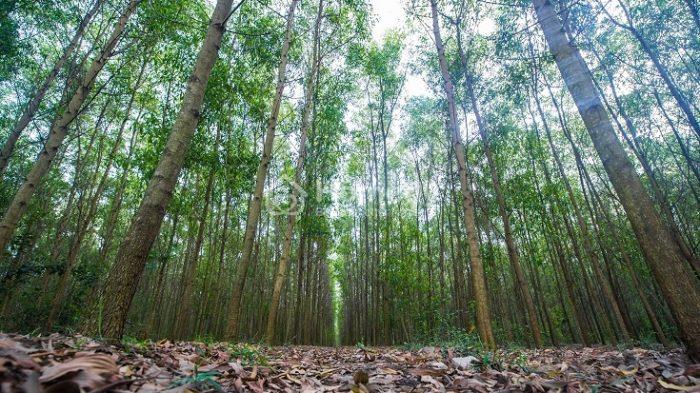 giá 1 ha đất rừng