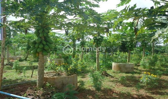 giá đền bù cây trồng