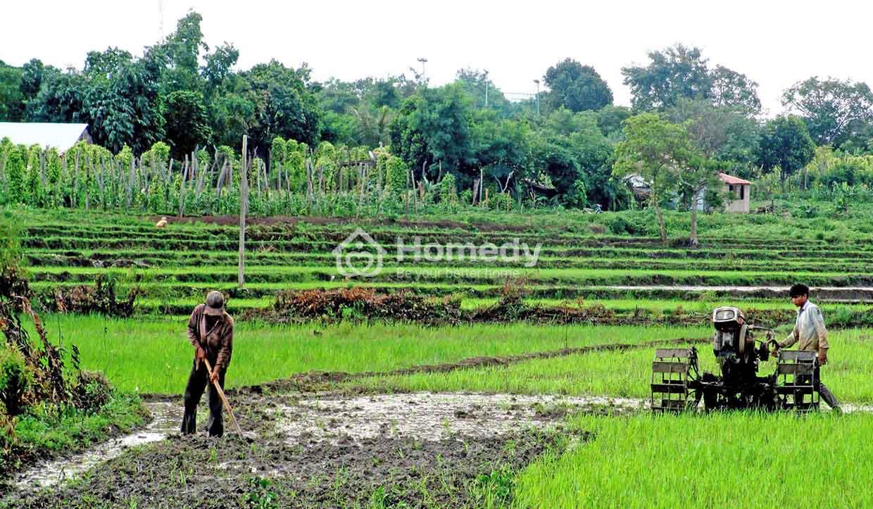 giá đền bù cây trồng