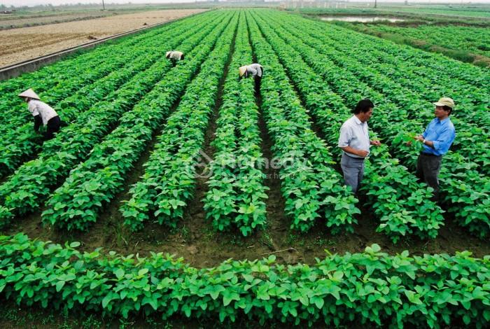 giá thuê đất nông nghiệp