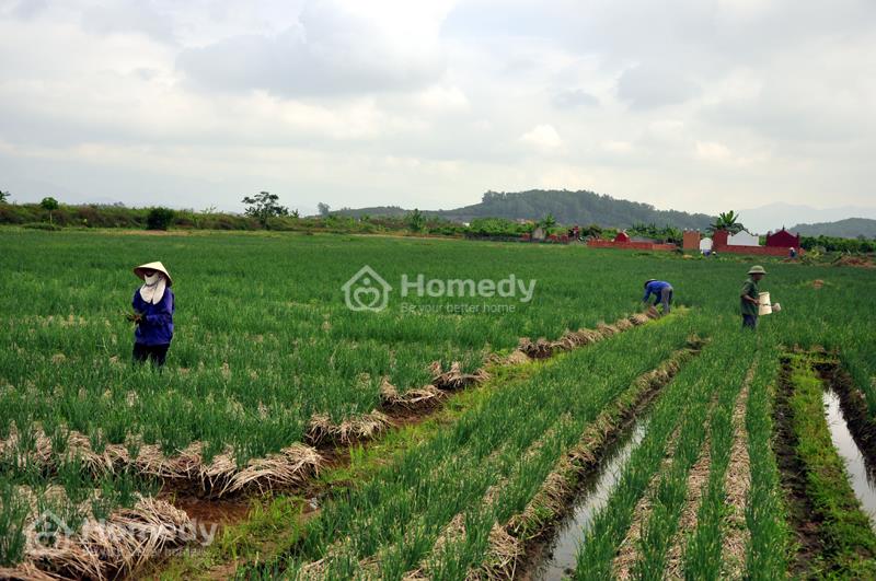Giá thuê đất nông nghiệp 50 năm là bao nhiêu?