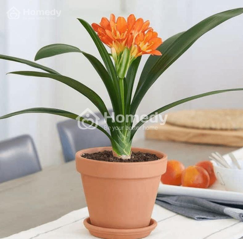 cach-chon-cay-canh-phong-thuy-theo-tuoi