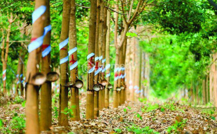 LNC là đất gì?