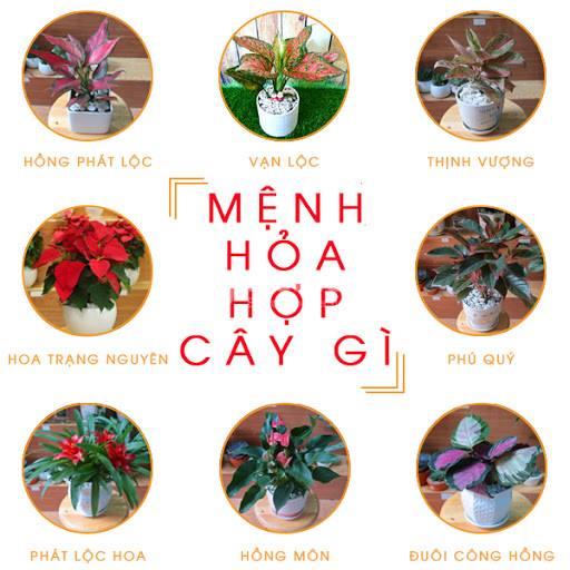 mệnh Hỏa cây hợp cây gì để bàn làm việc