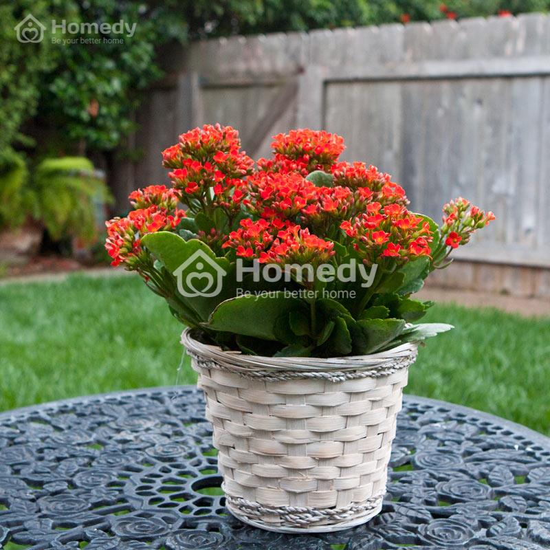 mệnh Hỏa cây hợp cây gì để bàn làm việc cây sống đời