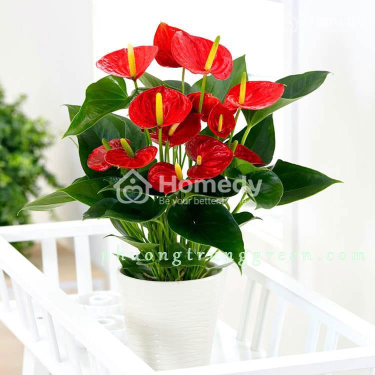mệnh Hỏa cây hợp cây gì để bàn làm việc cây hồng môn