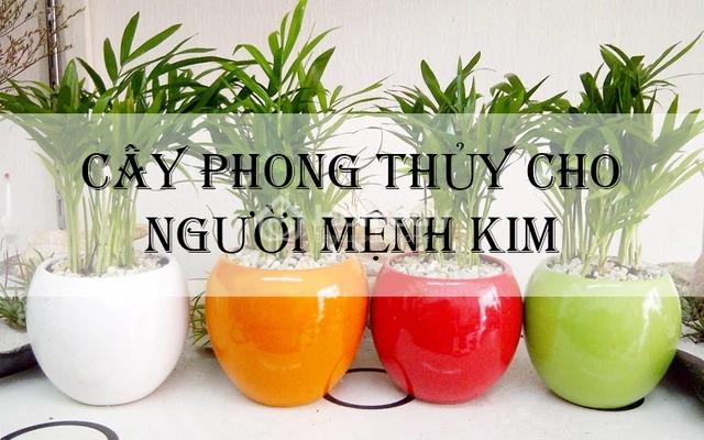 Những lưu ý khi lựa chọn cây để bàn làm việc cho người mệnh Kim
