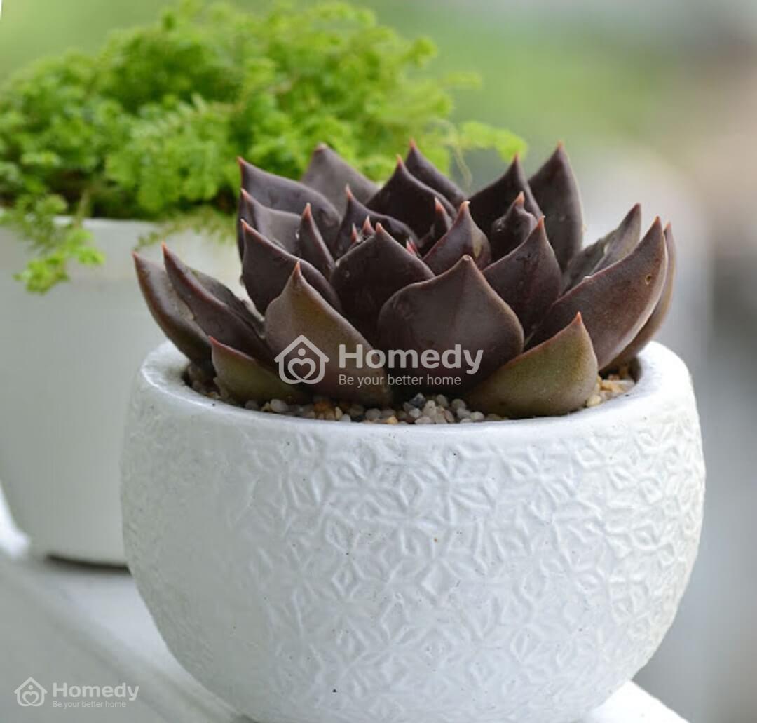 mệnh kim hợp cây gì để bàn làm việc