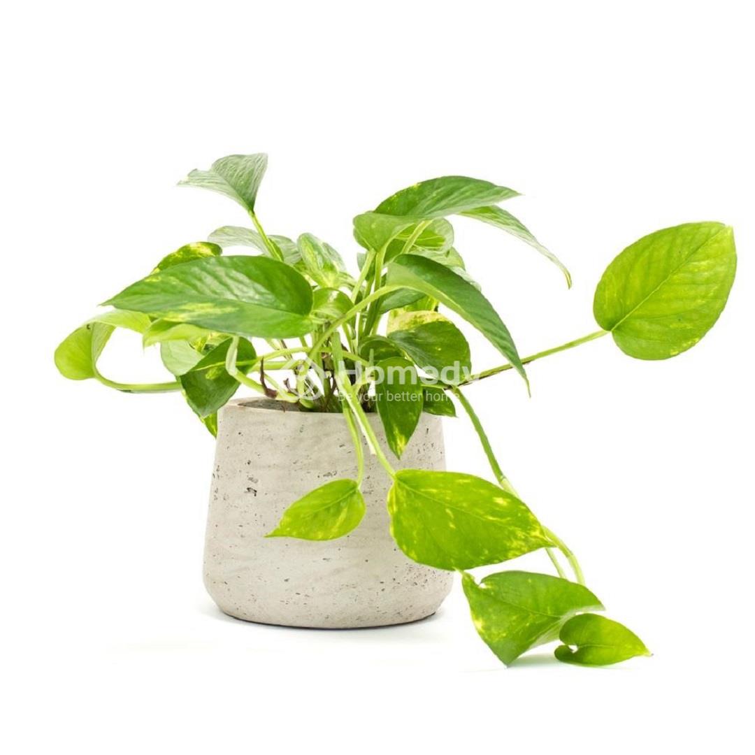 mệnh kim hợp cây gì để bàn làm việc