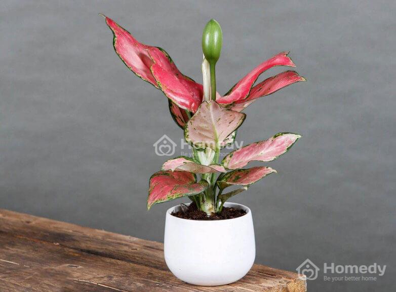 Mệnh Thổ hợp cây gì để bàn làm việc?