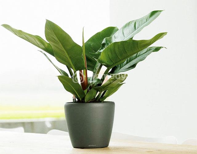Mệnh Thổ hợp cây gì để bàn làm việc?