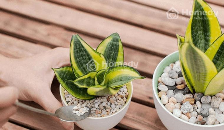 Mệnh Thổ hợp cây gì để bàn làm việc?