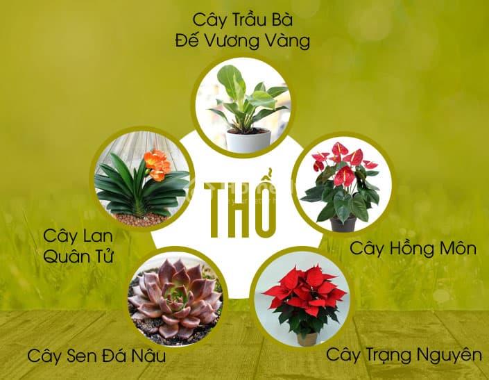 Mệnh Thổ hợp cây gì để bàn làm việc?
