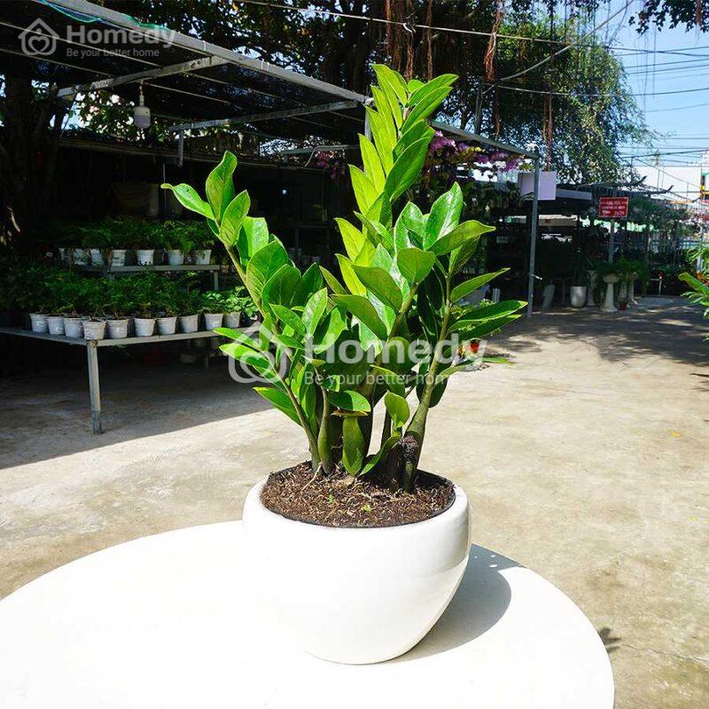 mệnh thuỷ hợp cây gì để bàn làm việc