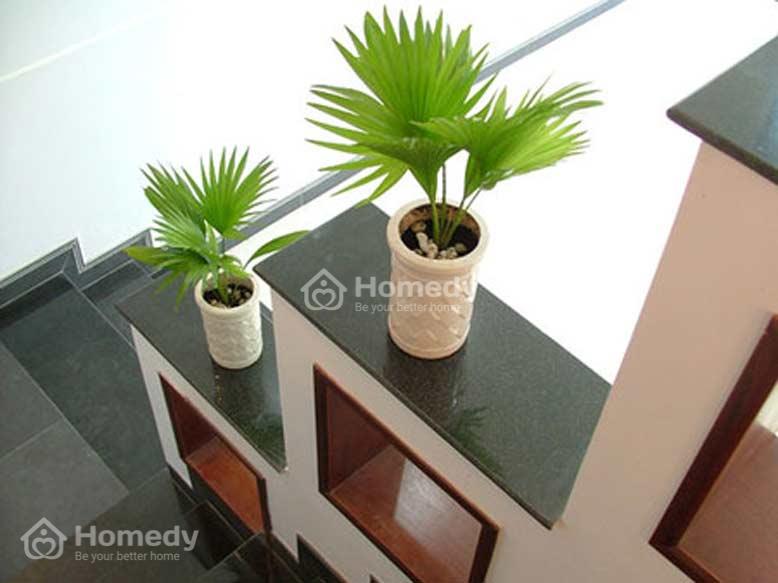 mệnh thuỷ hợp cây gì để bàn làm việc cây Cọ Nhật