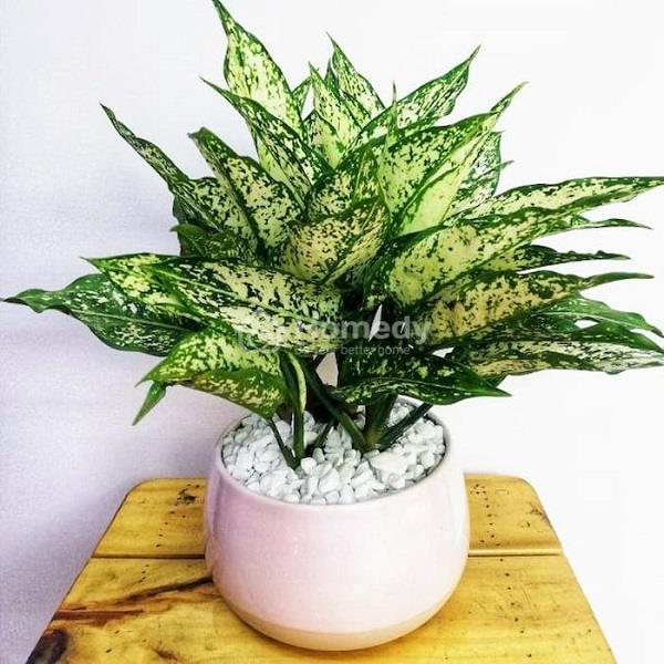 mệnh thuỷ hợp cây gì để bàn làm việc