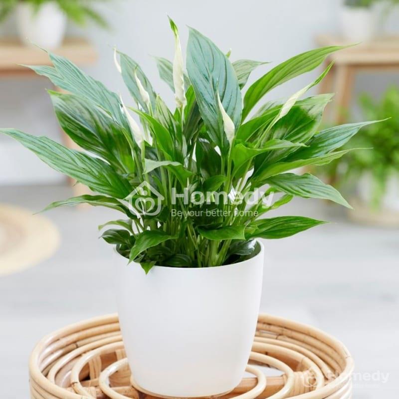 Cây Vĩ Hoa Trắng (Cây Lan Ý)