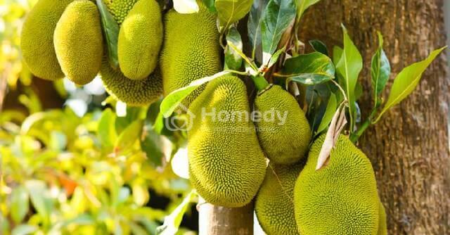 nhung-cay-kieng-ky-trong-truoc-nha-4