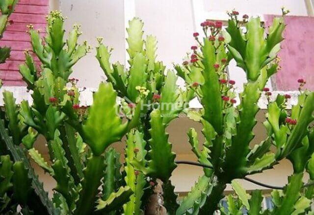 nhung-cay-kieng-ky-trong-truoc-nha-5