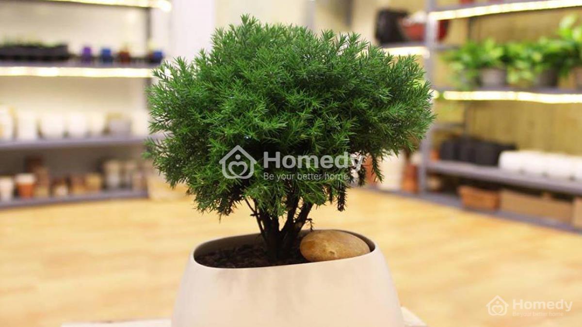 cach-chon-cay-canh-phong-thuy-theo-tuoi